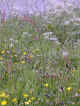 Captured 2006-5-29 00008.JPG (60940 bytes)