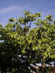 Captured 2006-6-2 00001.JPG (59044 bytes)