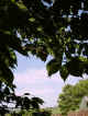 Captured 2006-6-2 00002.JPG (45787 bytes)